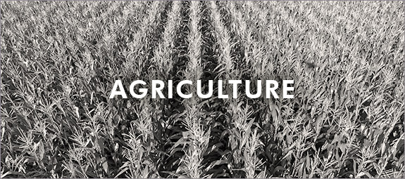 agriculture, maize