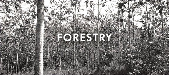 Teak-Forest